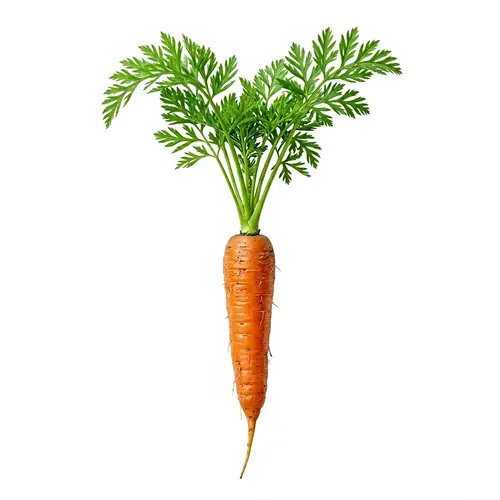 Vibrant Orange Carrot | High-Quality PNG Image