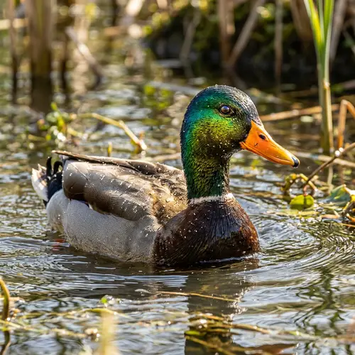 Vivid Duck Portrait with Gold and Green Feathers