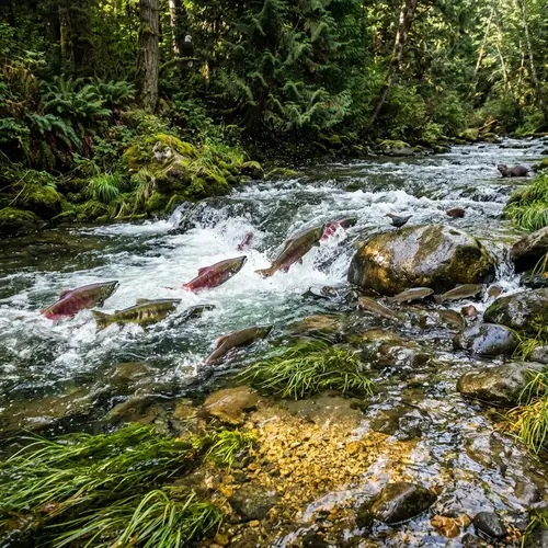 Salmon in an Invasive Ecosystem: Nature's Response