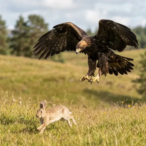 Majestic Eagle Catching Rabbit in Realistic Wildlife Scene
