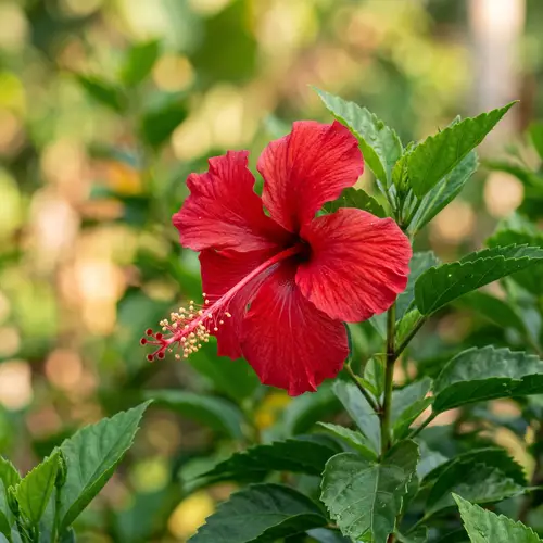 Vibrant Hibiscus Flower - Bunga Sepatu in Indonesia