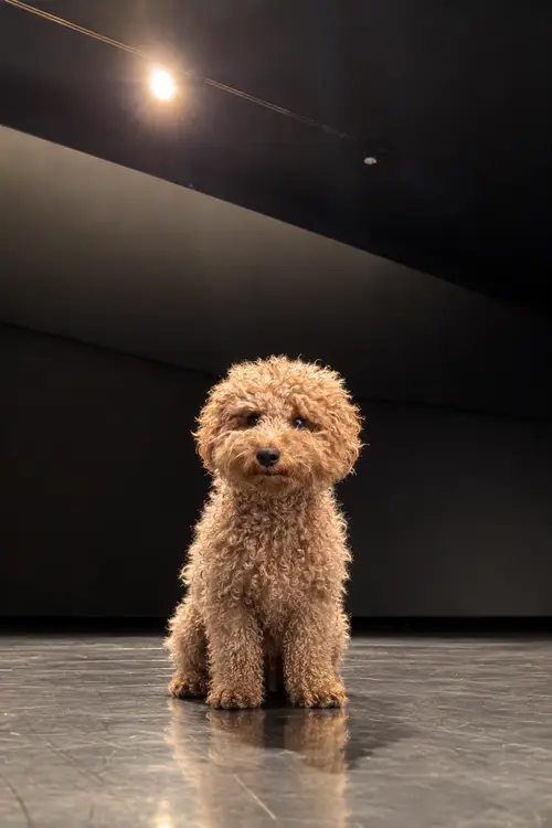 Apricot Toy Poodle on Dance Floor - Photoshopped Image