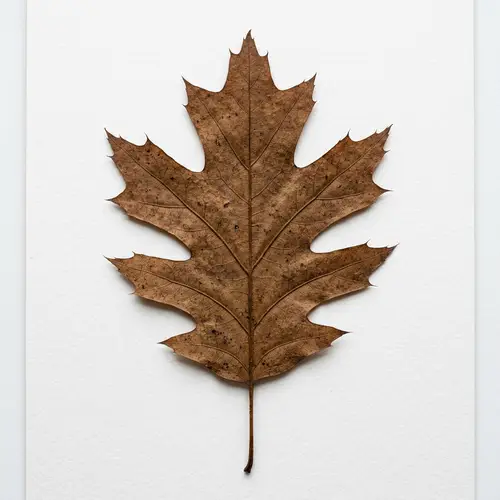 Photorealistic Oak Leaf on White Paper