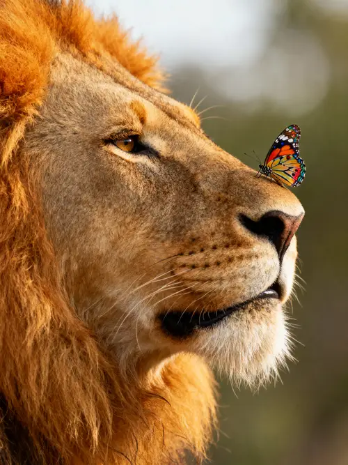 Lion Head Close-Up with Butterfly on Nose