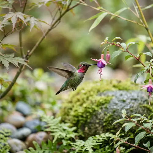Zen Hummingbird: A Symbol of Peace