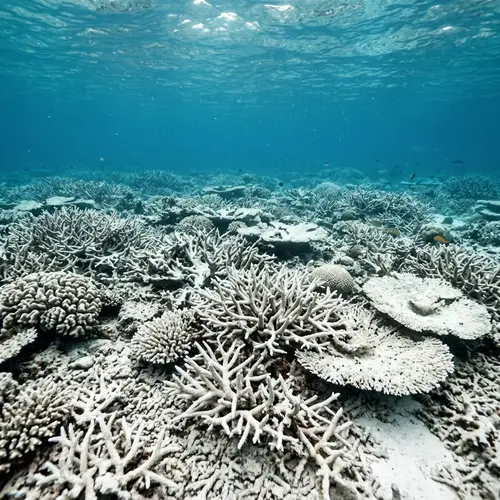 Bleached Coral Field: Ocean's Forgotten Beauty