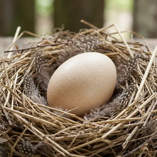 Detailed Description of Egg - Oval Shape, Shell, Egg White, Yolk