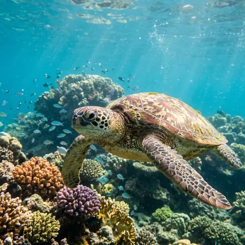 Explore Marine Turtles: Facts and Conservation