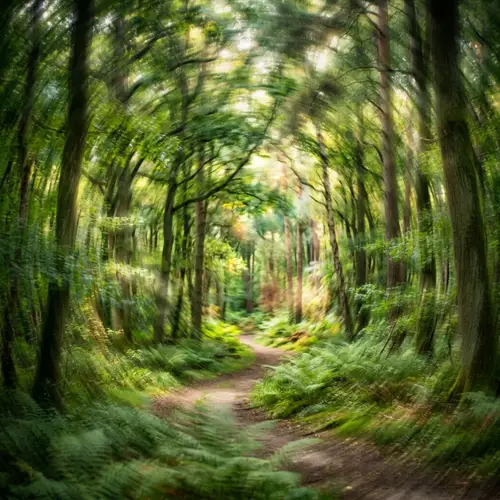 Abstract Forest Art: Captivating Woodland Interpretations