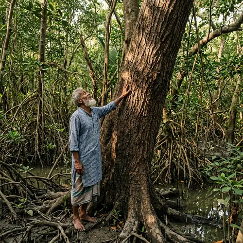 Elderly Man Touching Majestic Mangrove Tree | Nature Wonder