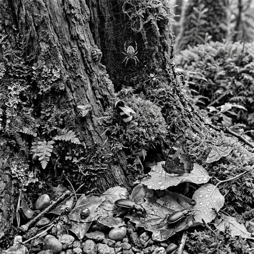 Insect Gathering on Mossy Backdrop: Bees, Spiders, Ants, Butterflies