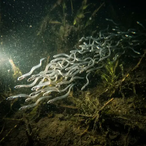 Swim in the World of Civelles