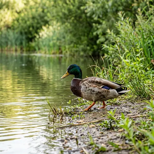 Vivid Duck Waddling by Water's Edge - Wildlife Tranquility