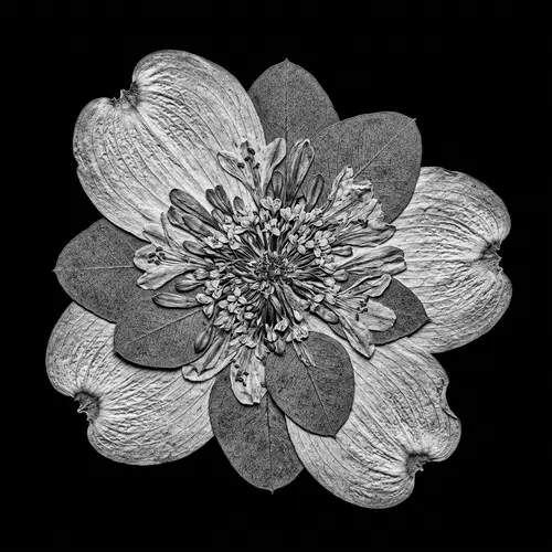 Intricately Pressed Flower: Dogwood, Eucalyptus, Agapanthus Fusion