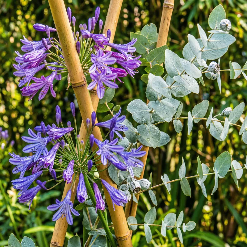 Botanical Beauty: Vibrant Flower Photo with Bamboo, Agapanthus, and Eucalyptus | HDR Effects