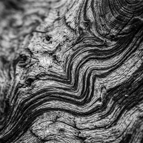 High-Contrast Cedar Wood Grain Macro Texture