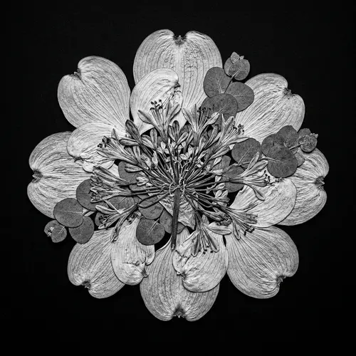 Intricately Pressed Flower - Botanical Chimera in Monochrome
