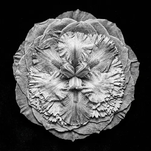 Unique Macro Photography of Iris, Carnation, and Rose Flower Chimera