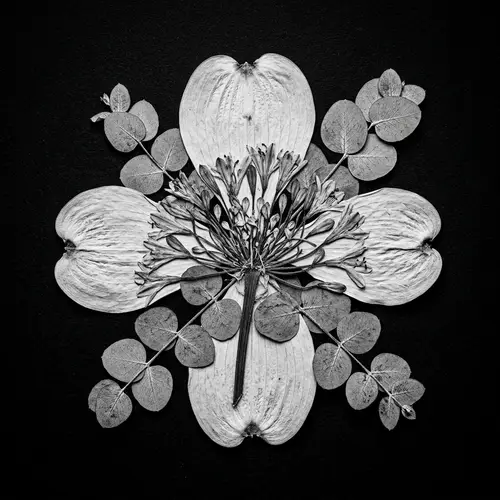 Monochrome Botanical Photography - Dogwood, Eucalyptus, Agapanthus Chimera