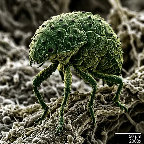 Evil Scaled Green Monster - Microscopic Creature