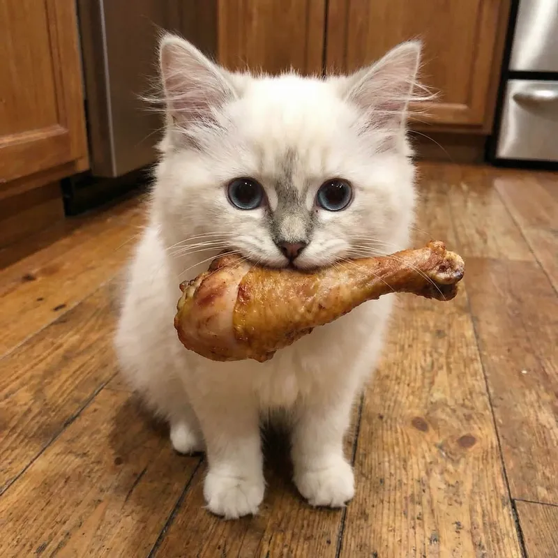 Adorable White Cat with Turkey Leg