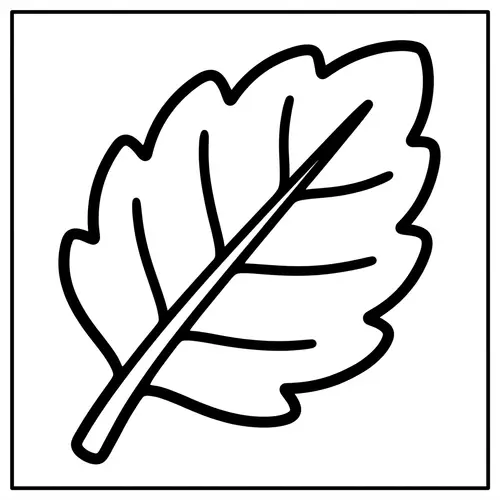 Simple Elm Leaf Coloring Page for 2-Year-Olds