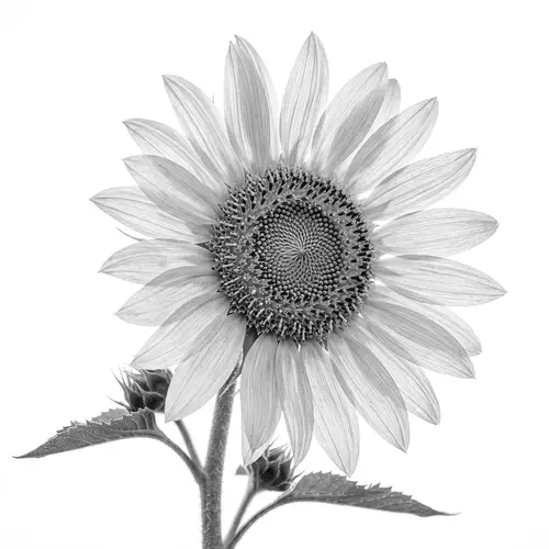Monochromatic Sunflowers Photo Realistic Image