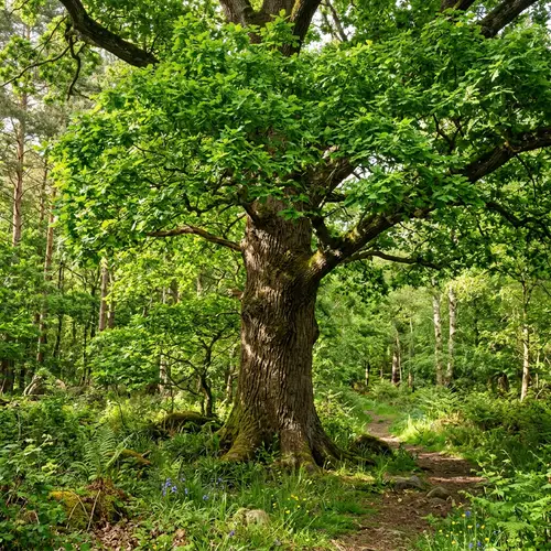 Realistic Tree with Lush Green Leaves in Nature