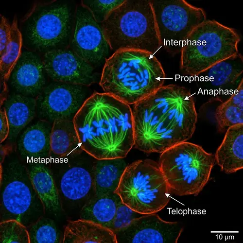 Microscopic Cell Division Stages in Various Cell Types