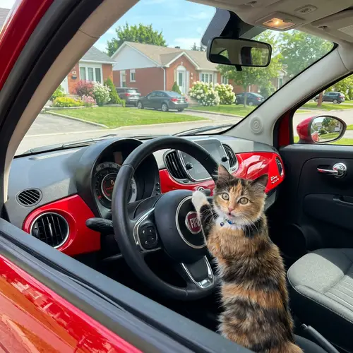 Adorable Cat Driving a Vibrant Red Car | Exciting Adventure Scene