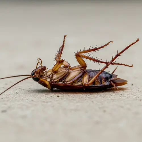 Cockroach Unable to Walk Due to Missing Legs