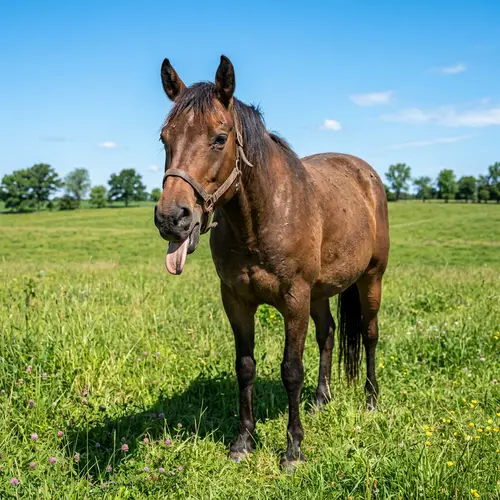 Hoarse Brown Horse Standing in Green Meadow on Sunny Day
