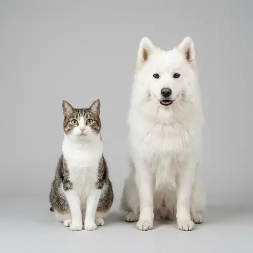 Realistic Image of Cat and White Dog Making Eye Contact