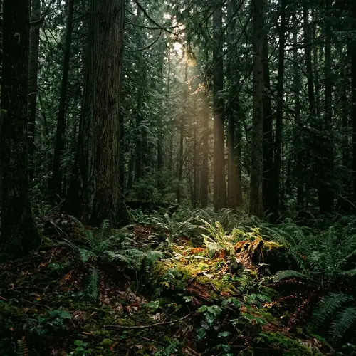 Enchanting Dark Green Forest - Explore the Lush Wilderness