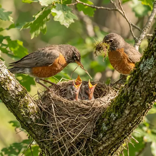 Family of Robins Building Their Nest