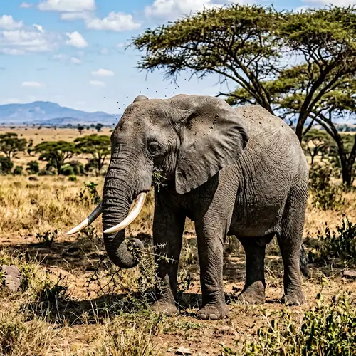 Majestic African Elephant in Natural Savanna Habitat