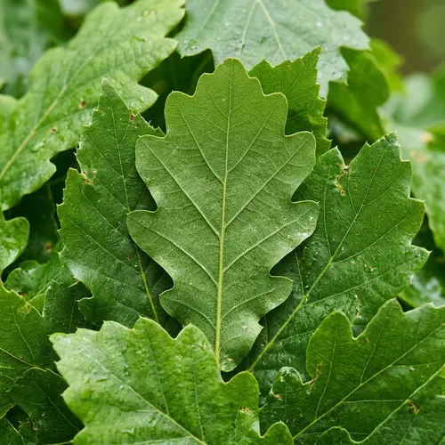 Beautiful Texture of Tree Leaves