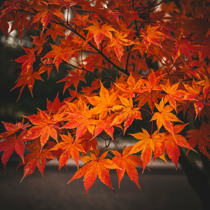 Burning Autumn Leaves: A Mesmerizing Display