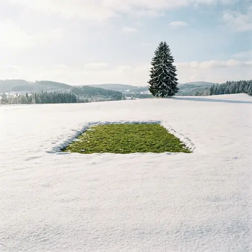 Snowy Field Landscape: Majestic Spruce Tree and Unexpected Green Grass