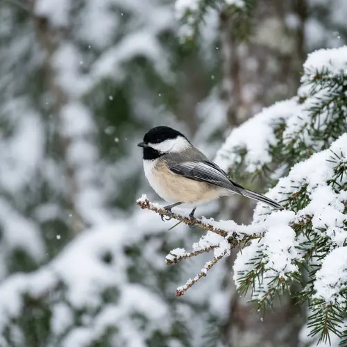 Chickadee on a Snowy Branch