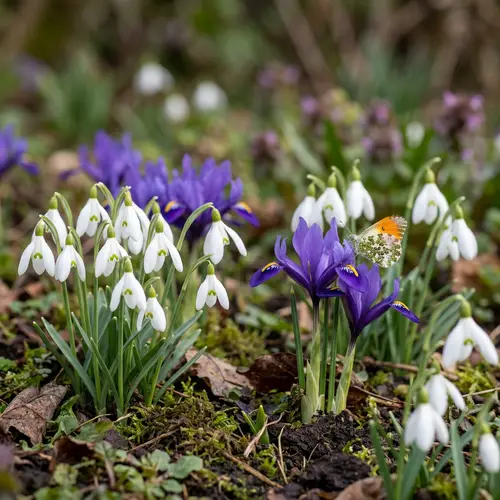 Snowdrops and Iris Butterflies: Nature's Beauty