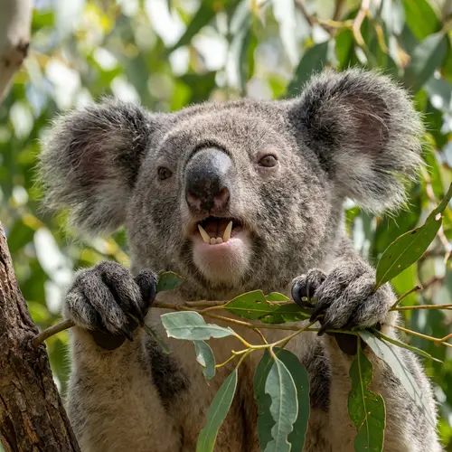 Koalas and Their Teeth: Fun Facts