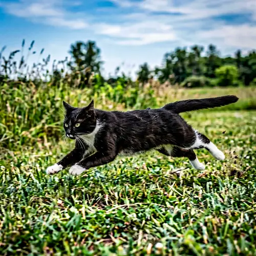 Energetic Black and White Domestic Cat Running Ever So Swiftly