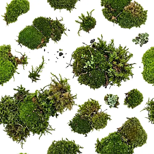 Transparent Moss Spots Texture for Design