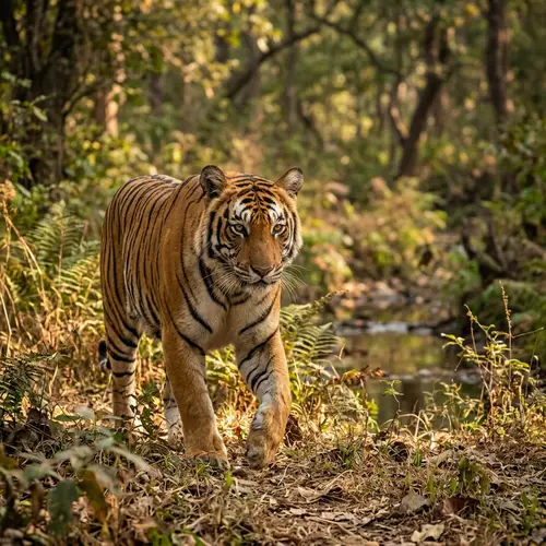 Stunning Tiger Images and Facts