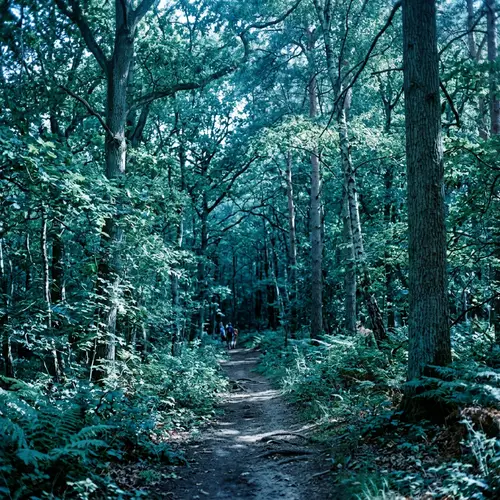 Authentic Blue Filtered Forest Image