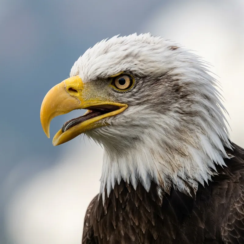 Detailed Eagle Head Image with Sharp Eyes and Regal Aura