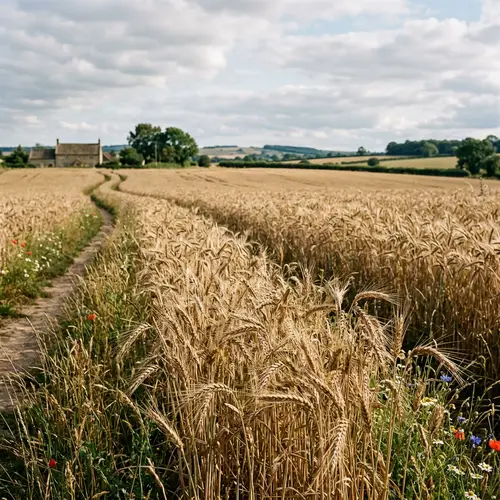 Spelt Growing in a Beautiful Field