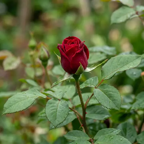 Vibrant Ruby Rose Buds: Nature's Beauty