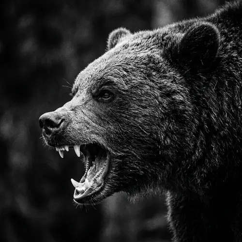 Aggressive Black and White Bear Portrait